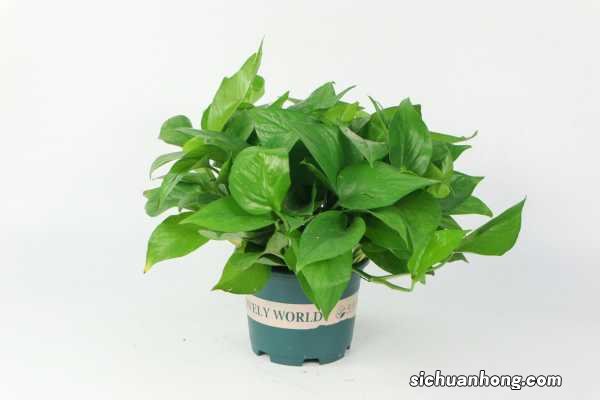 绿萝浇水多了会不会死，浇水时间