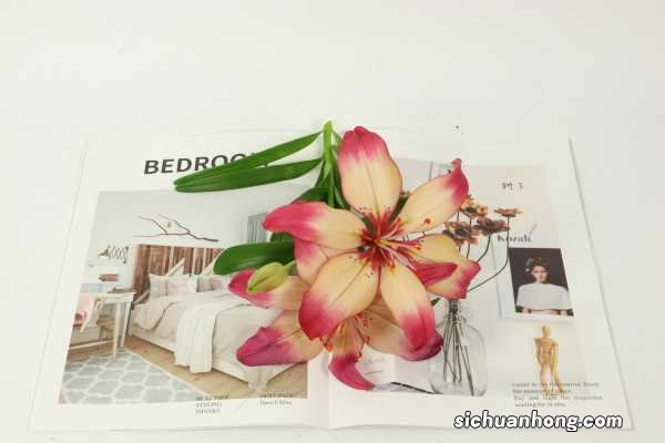 百合如何种,家中可以种百合吗