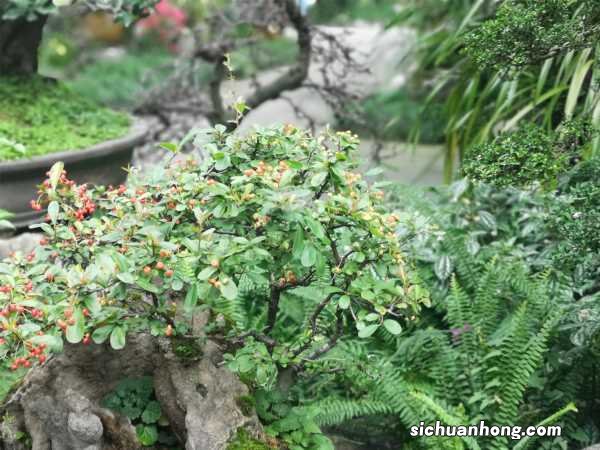 火棘的功效与作用