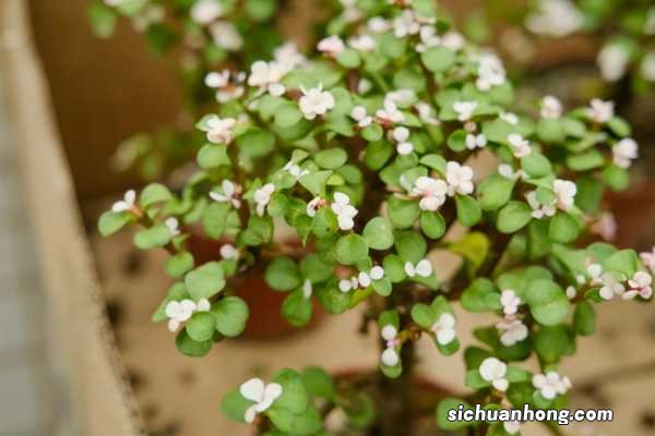 金枝玉叶适合放哪里