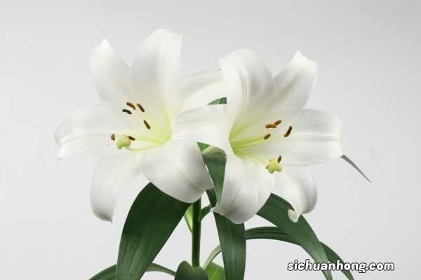 百合换盆后枯萎了的原因,怎么解决