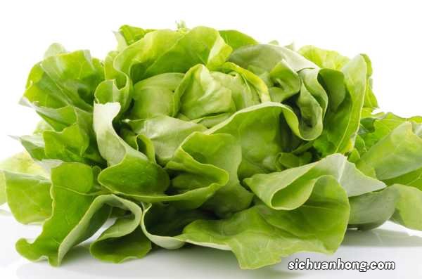 生菜怎么种?生菜图片