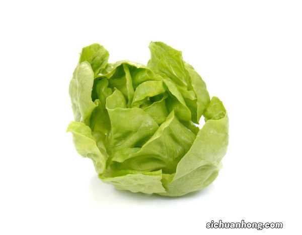 生菜怎么种?生菜图片