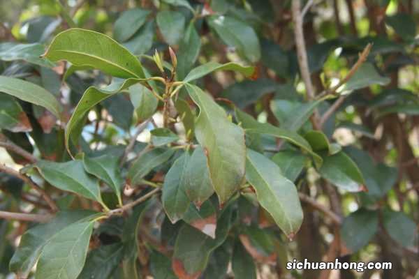 桂花树苗怎么培育,桂花树苗图片