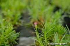 康乃馨可以做干花吗