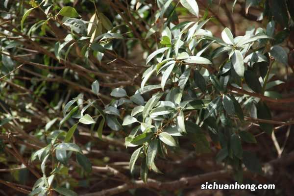 桂花的花期是多久，桂花开花后怎么养护