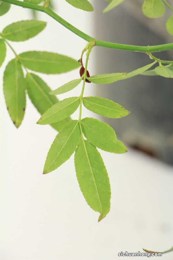 红木香的养殖方法，红木香花啥时候种植