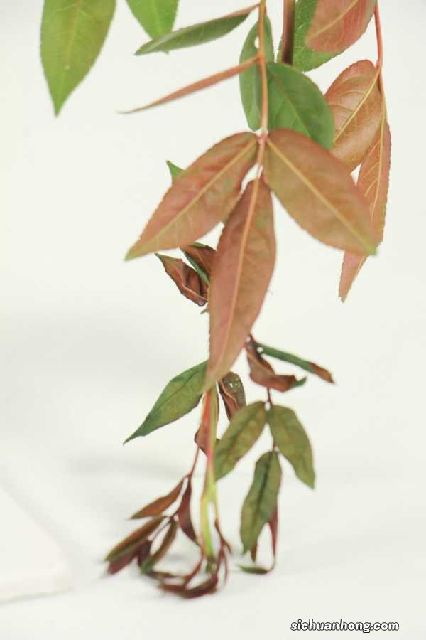 甜蜜红木香植物有毒吗,红木香图片及价格