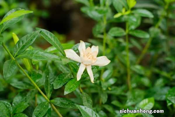 栀子花的药用功效