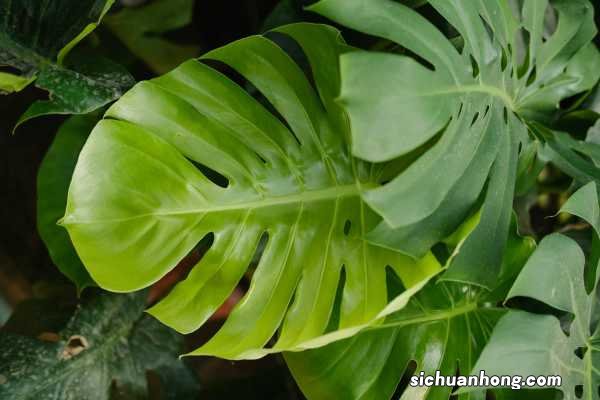 龟背竹放客厅风水好吗