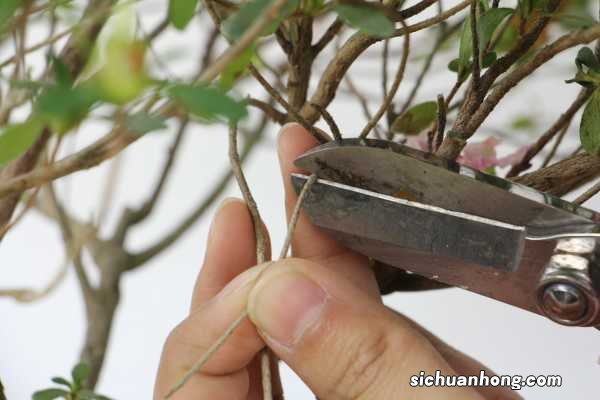 家庭养法介绍 杜鹃花怎么养