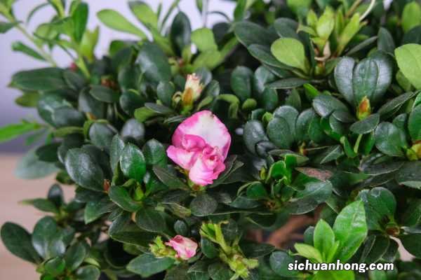 家庭养法介绍 杜鹃花怎么养