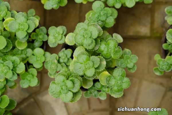 碰碰香的功效与作用