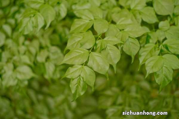 幸福树怎么养才能茂盛