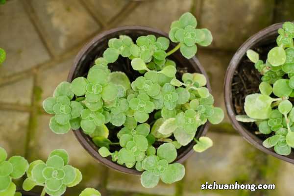 碰碰香什么时候开花