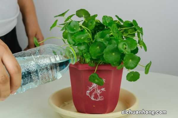 铜钱草可以放客厅吗