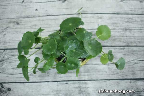 铜钱草可以放客厅吗