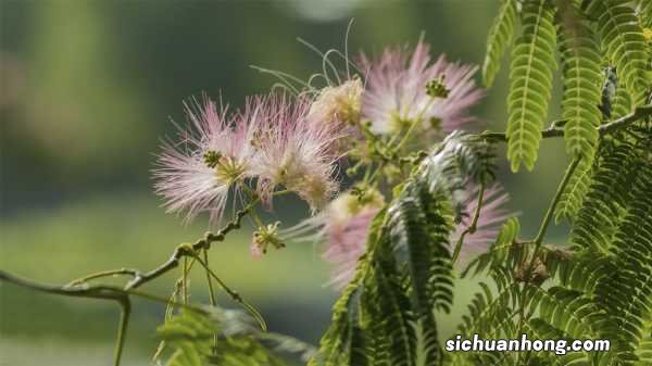 合欢花为什么叫苦情花