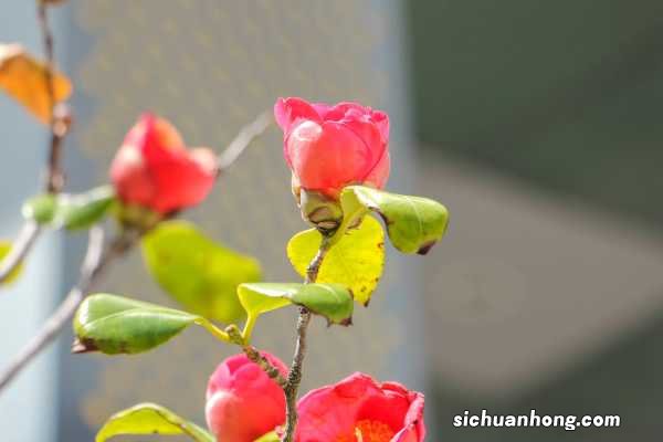 山茶花的养殖方法,山茶花图片