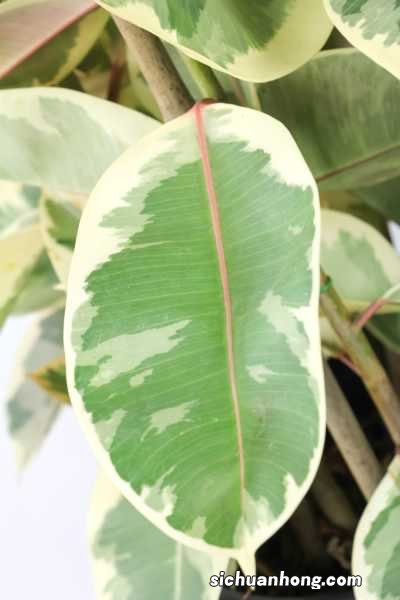橡皮树有毒吗