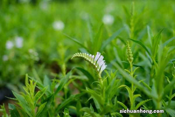 随意草什么时候开花