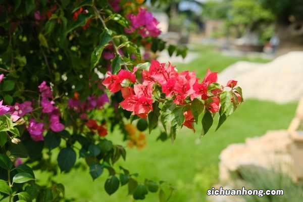 三角梅的扦插时间,怎么扦插