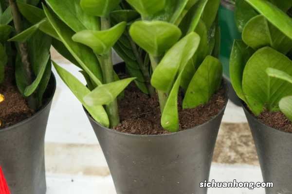 误食金钱树汁液怎么办