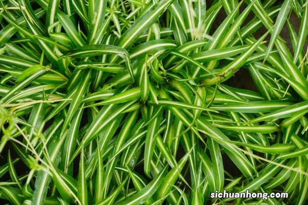 吊兰可以水培吗，吊兰怎么水培