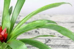 鸿运当头能放在卧室吗