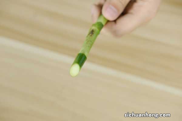 富贵竹养几枝最吉利