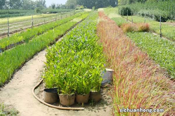 梭鱼草的功效与作用