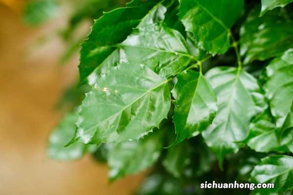 绿宝树的风水作用