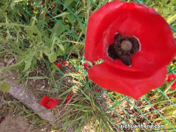 虞美人什么时候播种，虞美人花图片