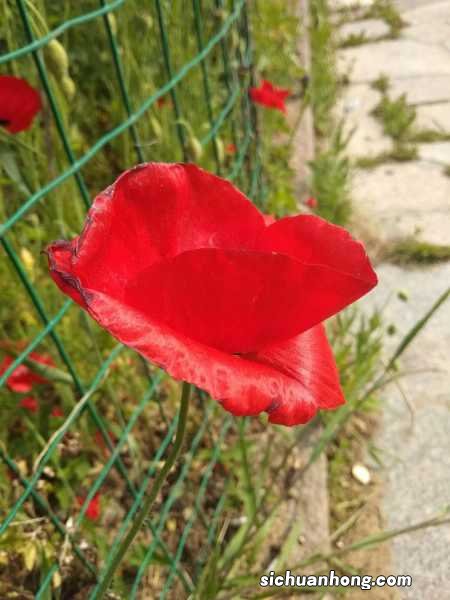 虞美人什么时候播种，虞美人花图片