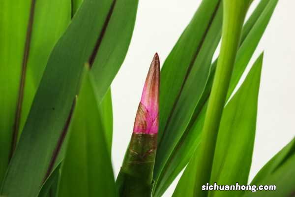 姜荷花的花语和传说