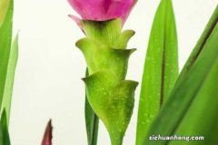 姜荷花的花语和传说