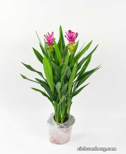 姜荷花的花语和传说