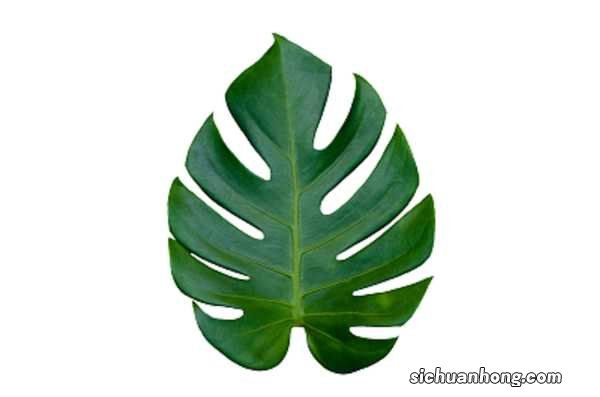 龟背竹的花语是什么