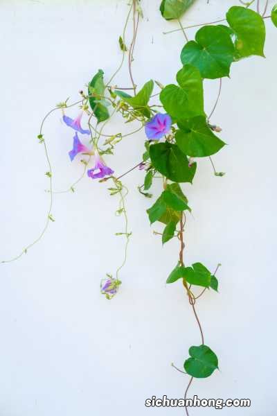 牵牛花为什么在凌晨四点开放