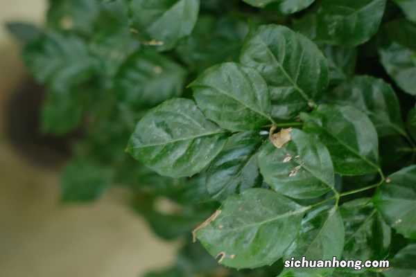 绿宝树的功效与作用