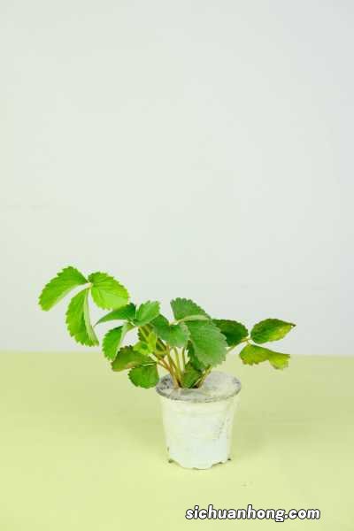 草莓种子的种植方法，草莓种植时间和方法