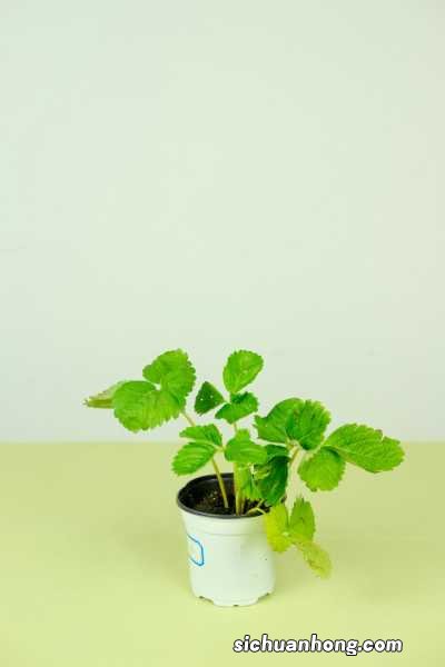 草莓种子的种植方法，草莓种植时间和方法