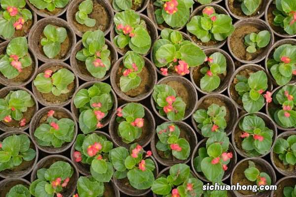 四季海棠怎么养，四季海棠图片