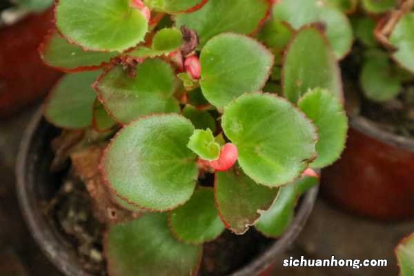 四季海棠怎么养，四季海棠图片