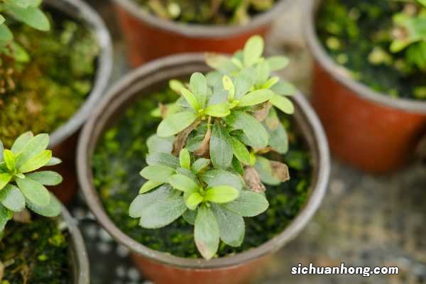 杜鹃花浇水注意事项，杜鹃花多久浇水一次