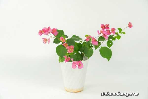 三角梅上什么肥爱开花，三角梅几月份施肥