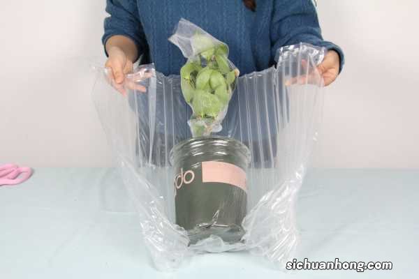 茶花放在家中的风水好吗?