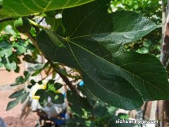 无花果种植技术，无花果苗价格