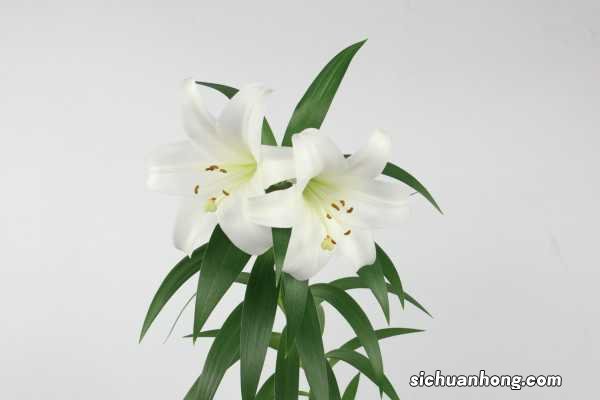 百合花可以扦插吗