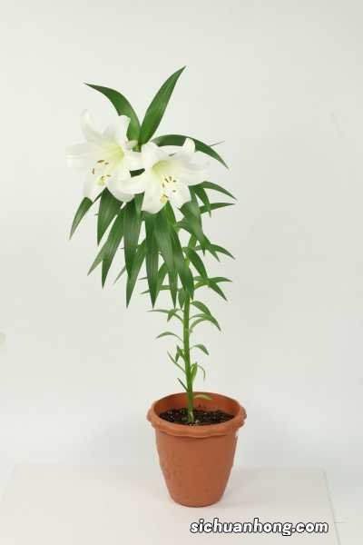 百合花骨朵多久能开花